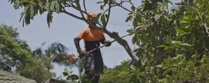 Tree pruning and trimming