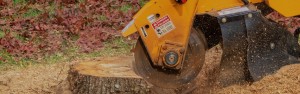 Stump grinding service in Sydney