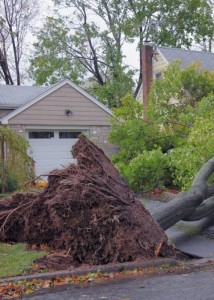 Emergency storm damage tree removal Sutherland Shire - broken eucalypt limb over house