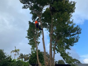 Tree lopping Sydney arborist working in a tall tree