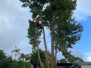 a man providing tree pruning service