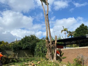 tree removal