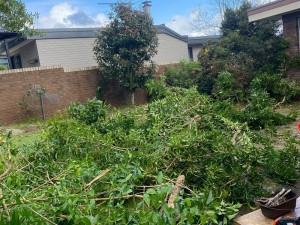 tree removal sydney: a yard with a pile of green leaves