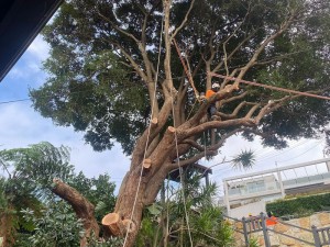 tree removal sydney: a man in a tree