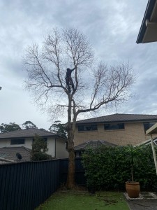 Crown reduction tree lopping North Shore Sydney - Angophora before and after