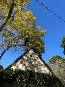 Professional tree removal St George - certified arborists at work