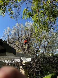 Before and after tree lopping Leichhardt Inner West - large gum crown reduction over tile roof