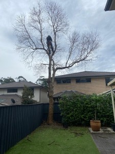 tree removal sydney