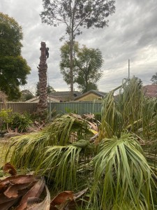 Palm tree lopping Castle Hill Hills District - golden cane thinning and frond removal