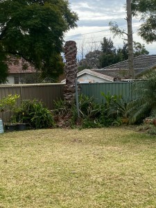 tree removal sydney
