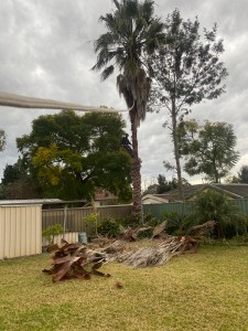 tree removal sydney
