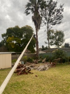 tree removal sydney: a rope pulling a palm tree