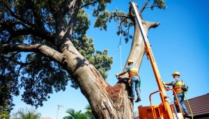 Tree Removal Sydney