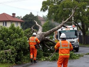 Professional tree removal Northern Beaches - certified arborists at work