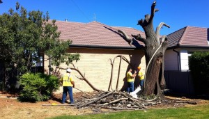 Professional tree removal Eastern Suburbs - certified arborists at work