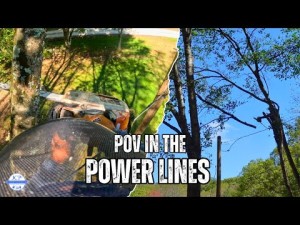Powerline clearance Randwick Eastern Suburbs - eucalypt lopping near overhead cables